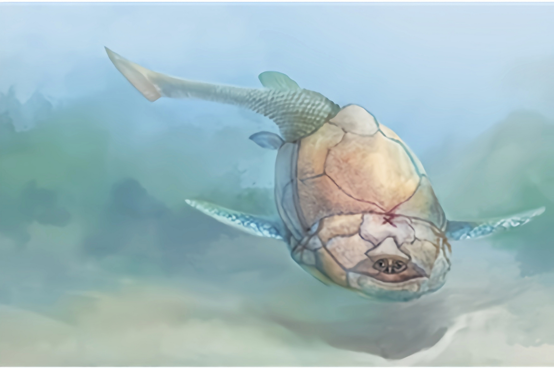 沟鳞鱼属于盾皮鱼类,身体头部,躯干部和胸鳍覆盖的有多块甲片组成的骨