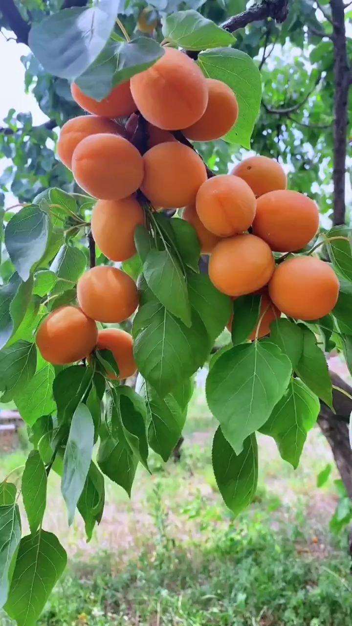 大黄杏,夏天的味道,杏树苗!