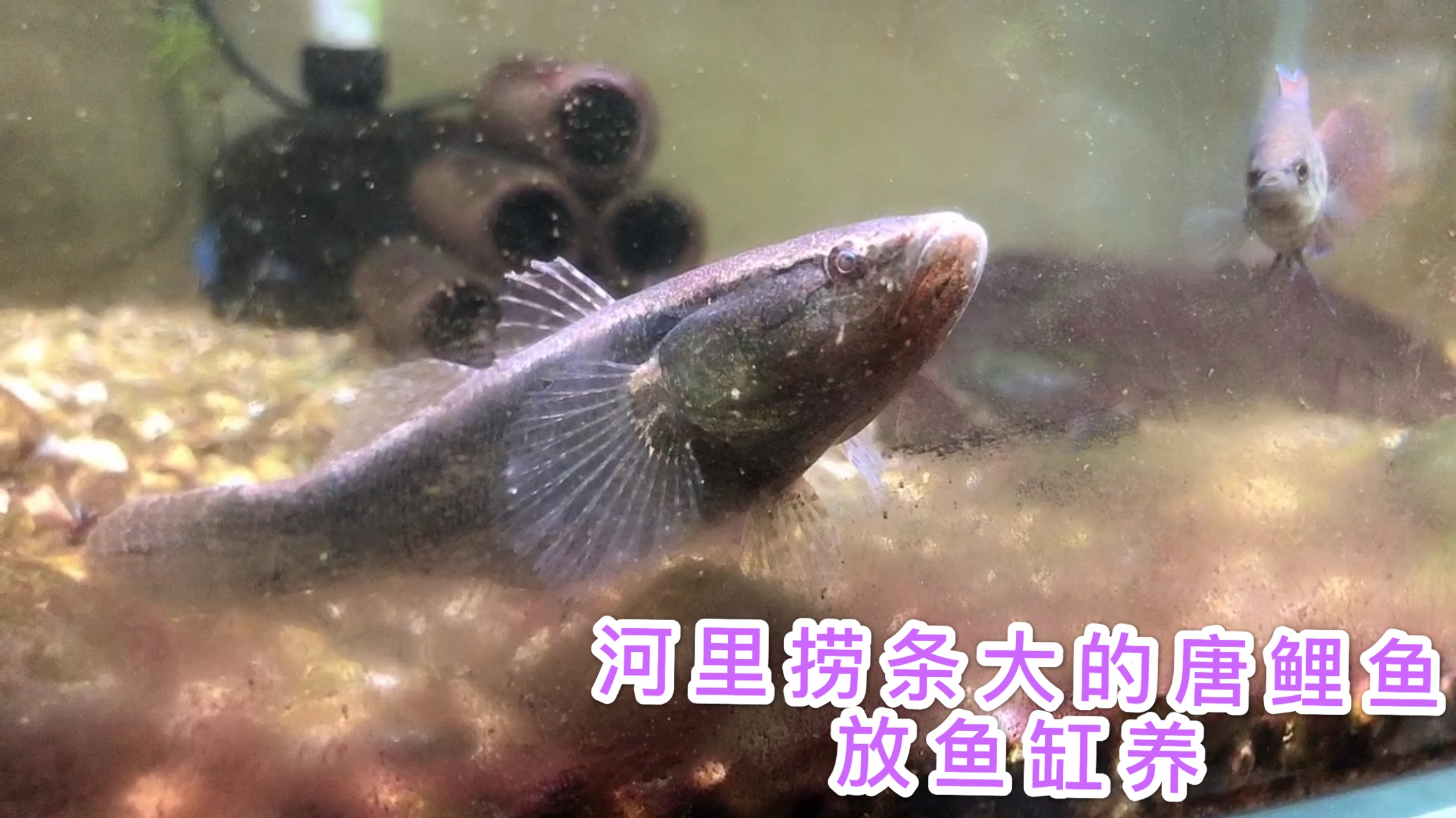 河里捞条塘鳢鱼放鱼缸养,菜场一斤要七八十,塘鳢鱼价格这么贵