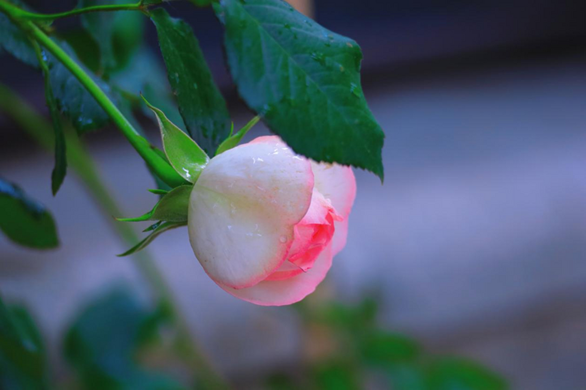 初夏的風景# 花未全開月未圓,終歸小滿勝萬全.