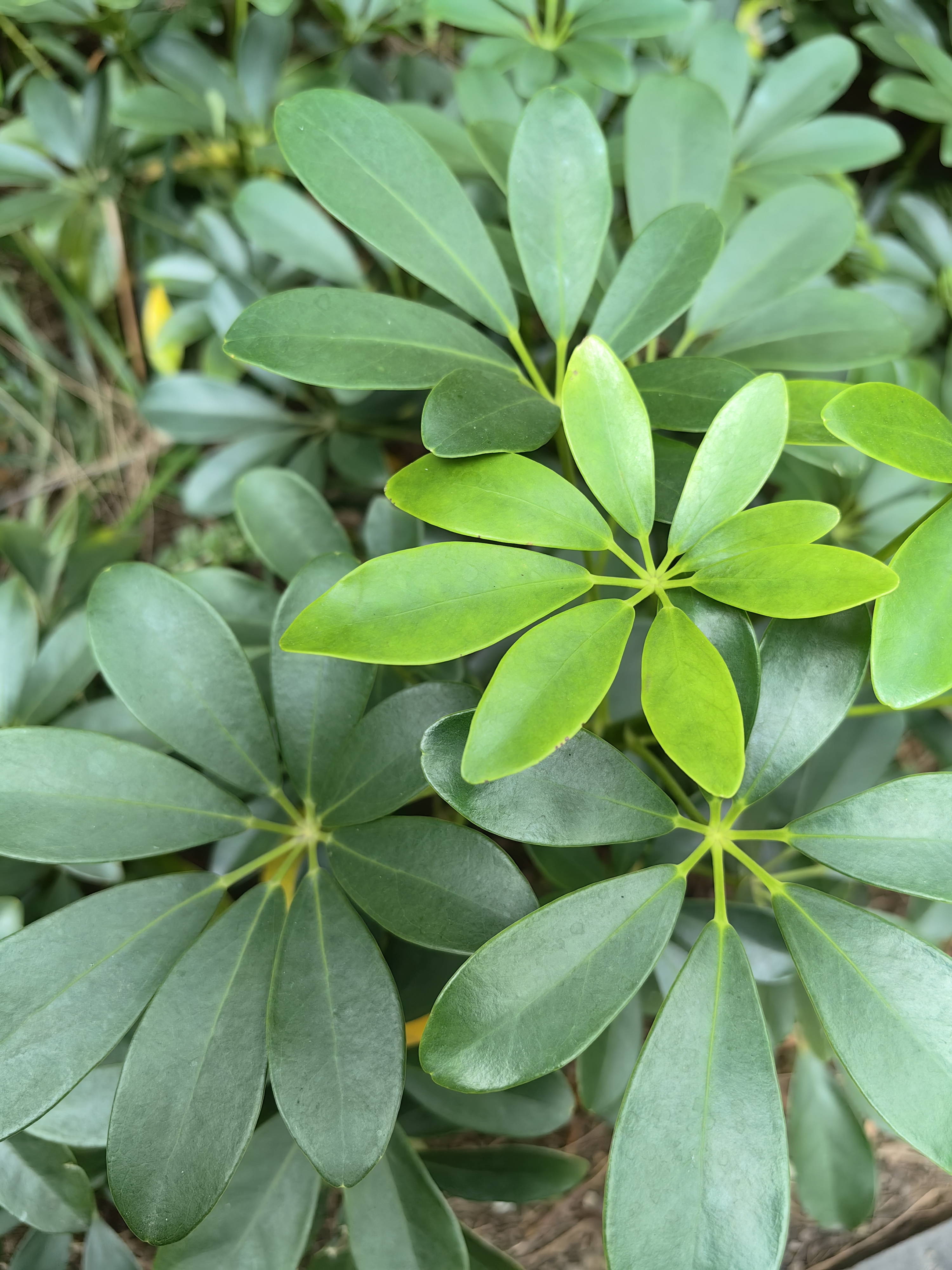 常见掌状复叶植物图片