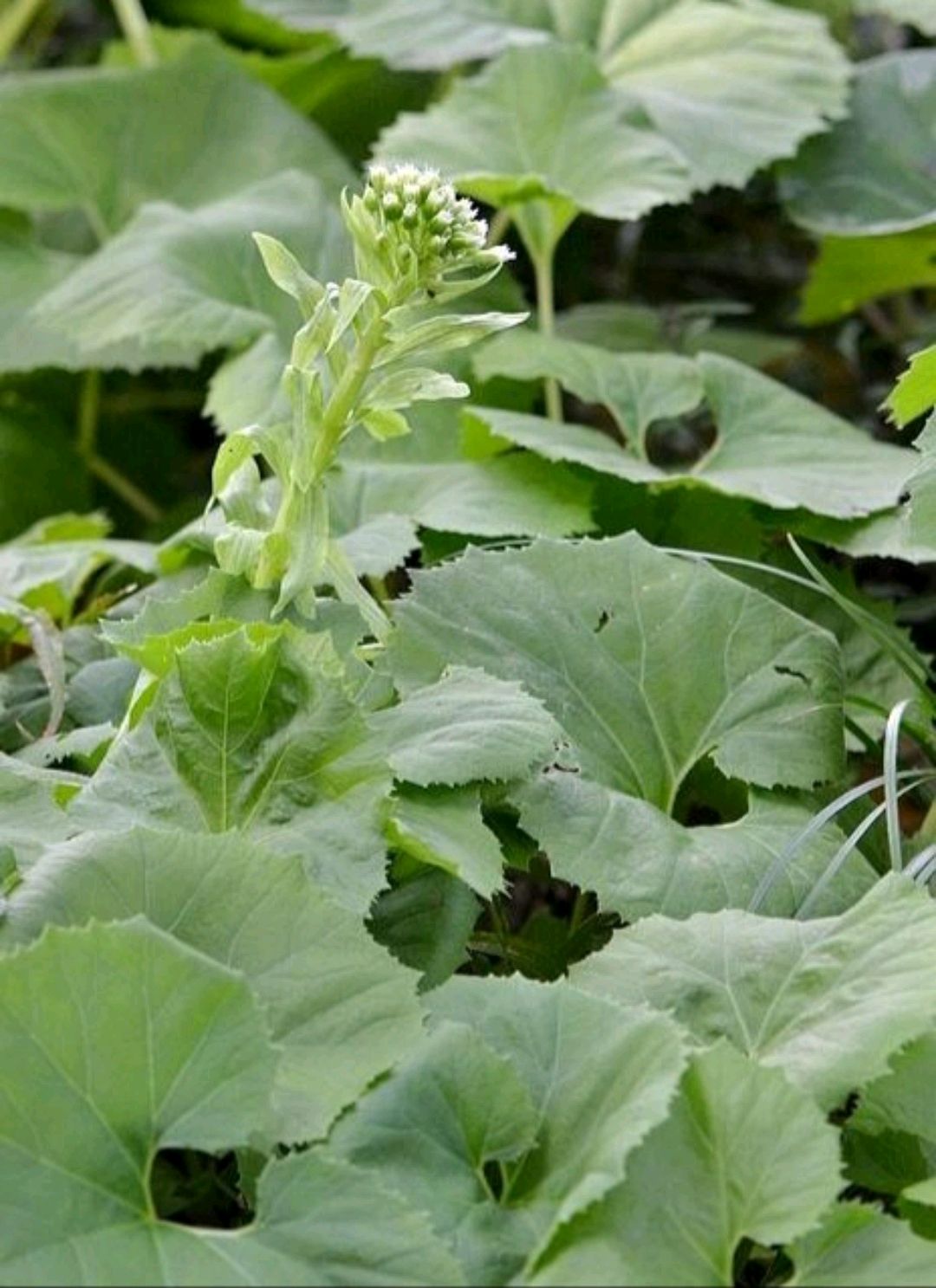 蜂斗菜是一种怎样的植物