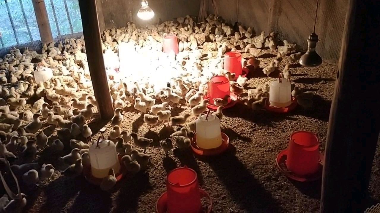 小鸡出壳第十天,开了一盏灯让它喝水,小鸡开心的飞起来