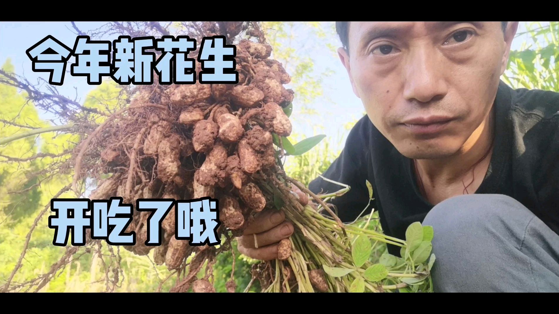 四川资阳:2020年新花生终于可以吃了,有下酒菜了!有想吃的吗?