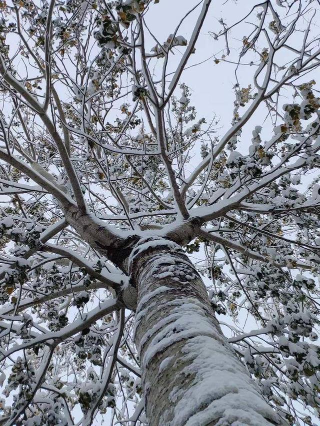 雪花