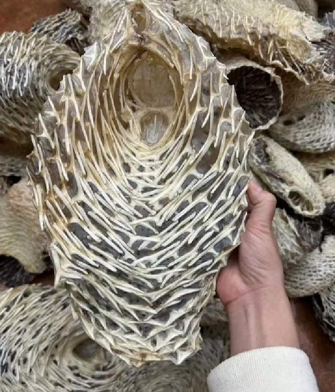 大家都说是河豚皮,我怎么看着像刺猬皮?