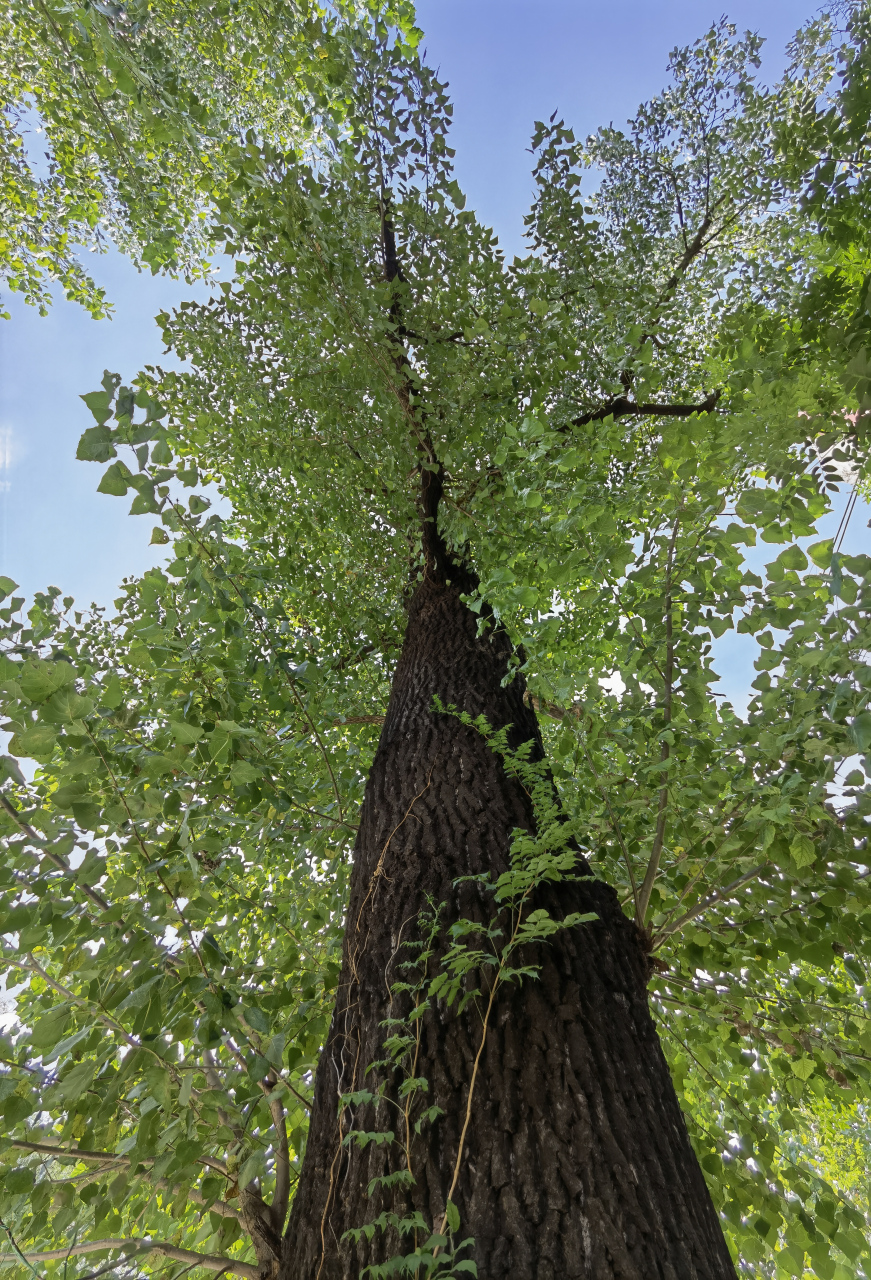 小区路边的这棵杨树,有一抱粗了,根系把路基路面都拱裂了.