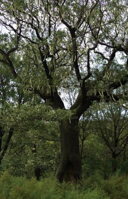 皂角树 文/江桦