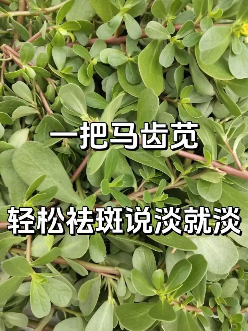 马齿苋怎样治白发图片