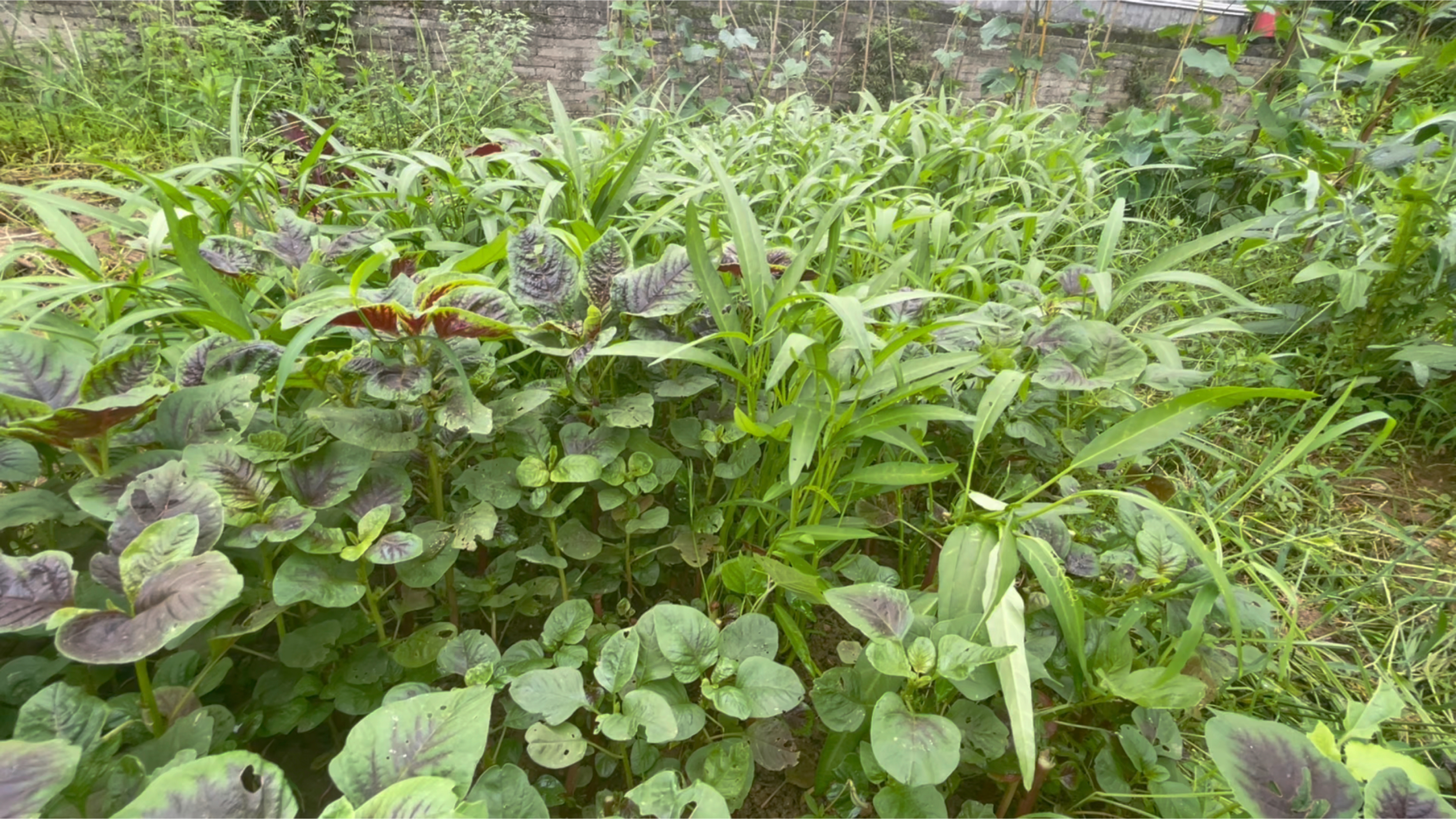 种植蔬菜用红糖生根壮苗,绿色环保