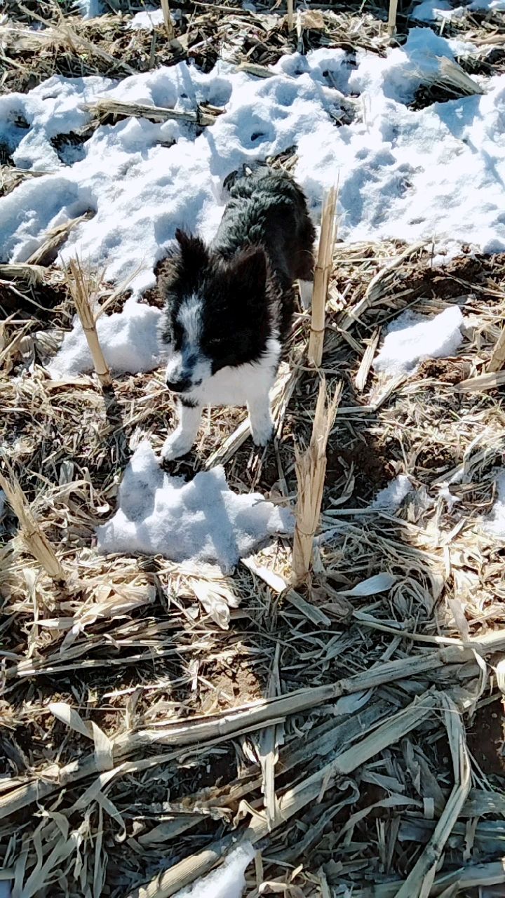 两只牧羊犬在放羊