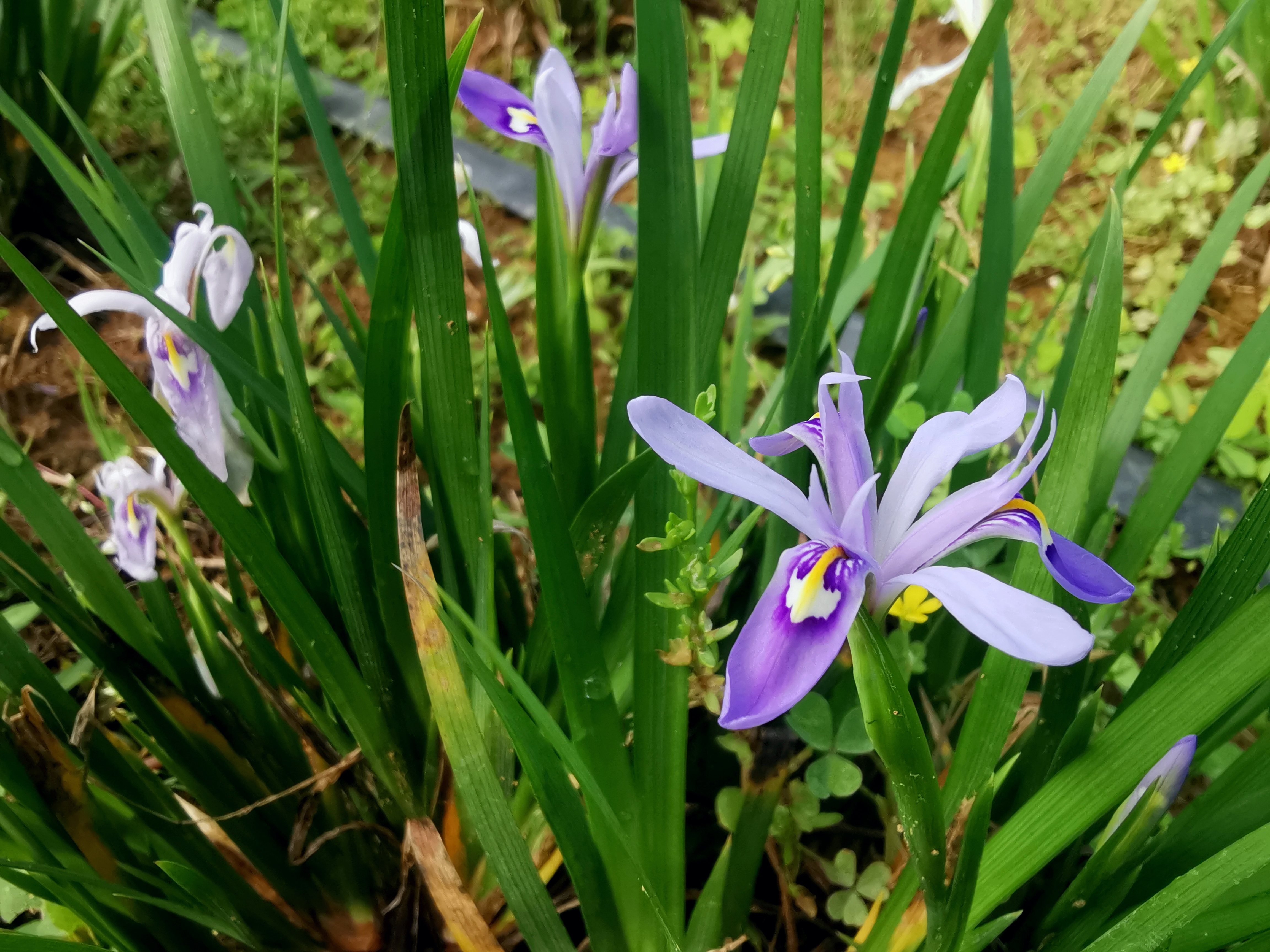 本草集——小花鸢尾