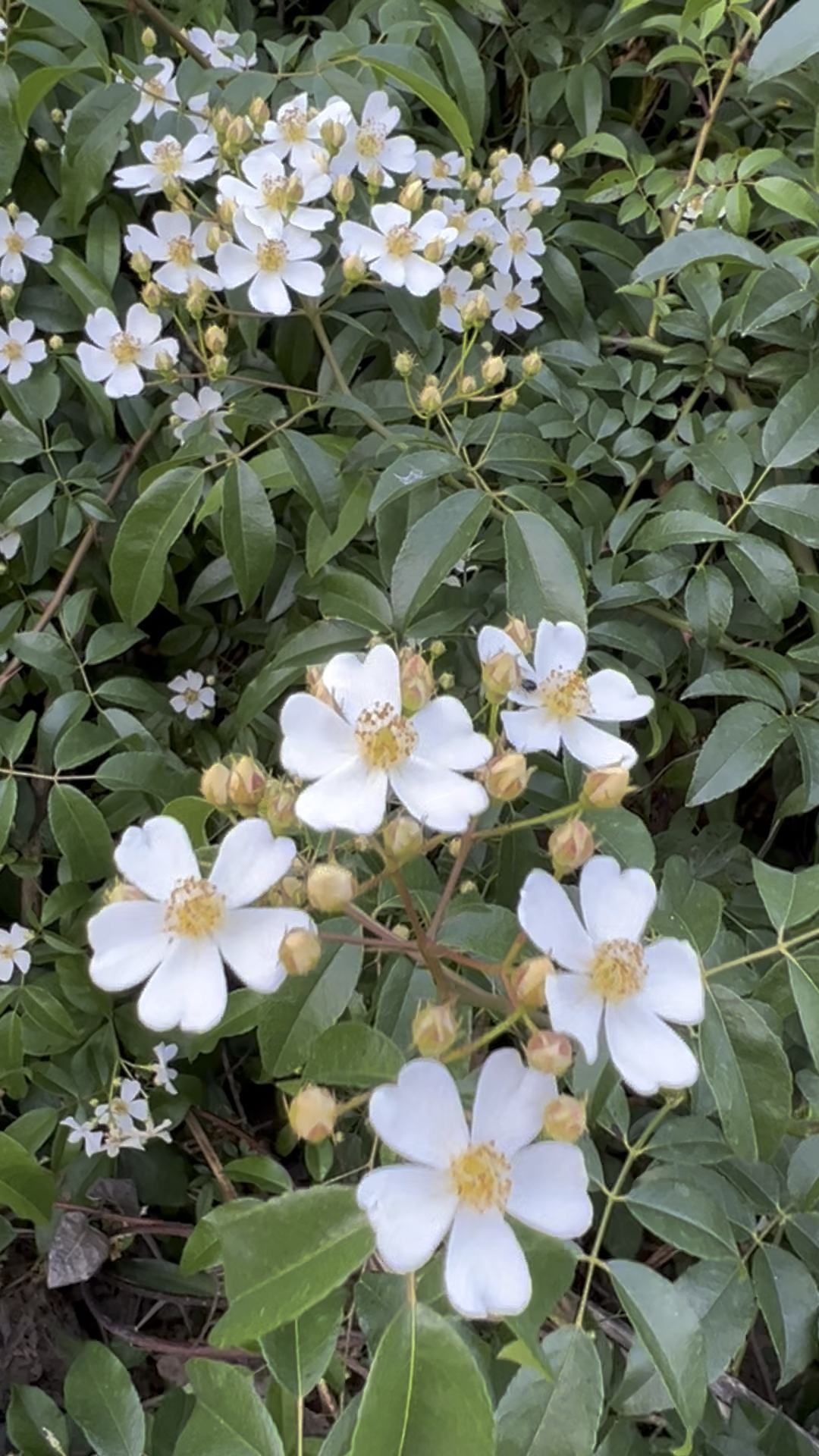 小果蔷薇～暮春初夏,满山遍野随处可见的你