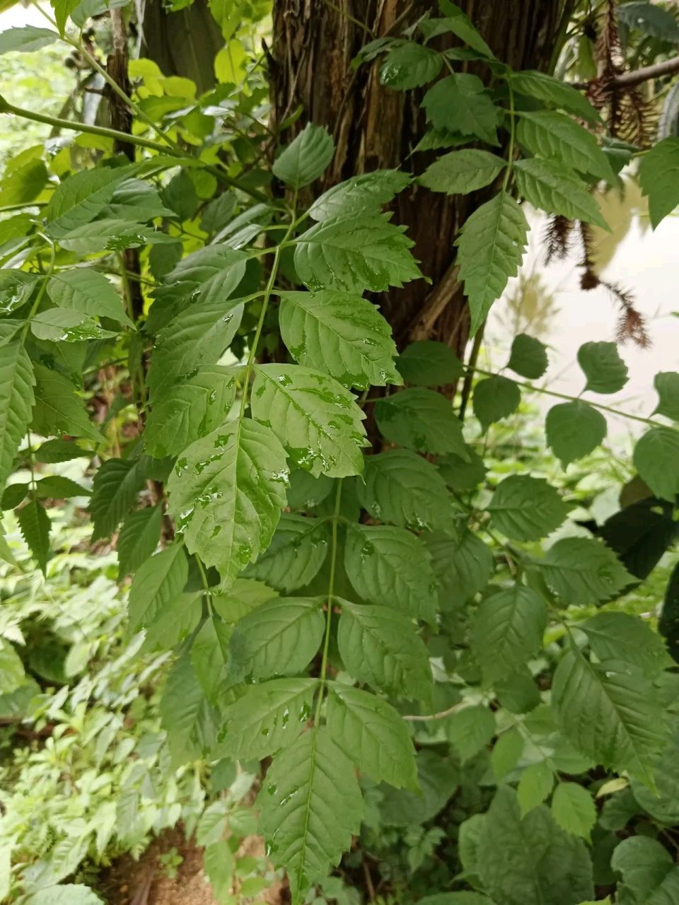 奶奶去世后,父亲被戳了脊梁骨!三月底,奶奶去世了,一百岁,无疾而终!