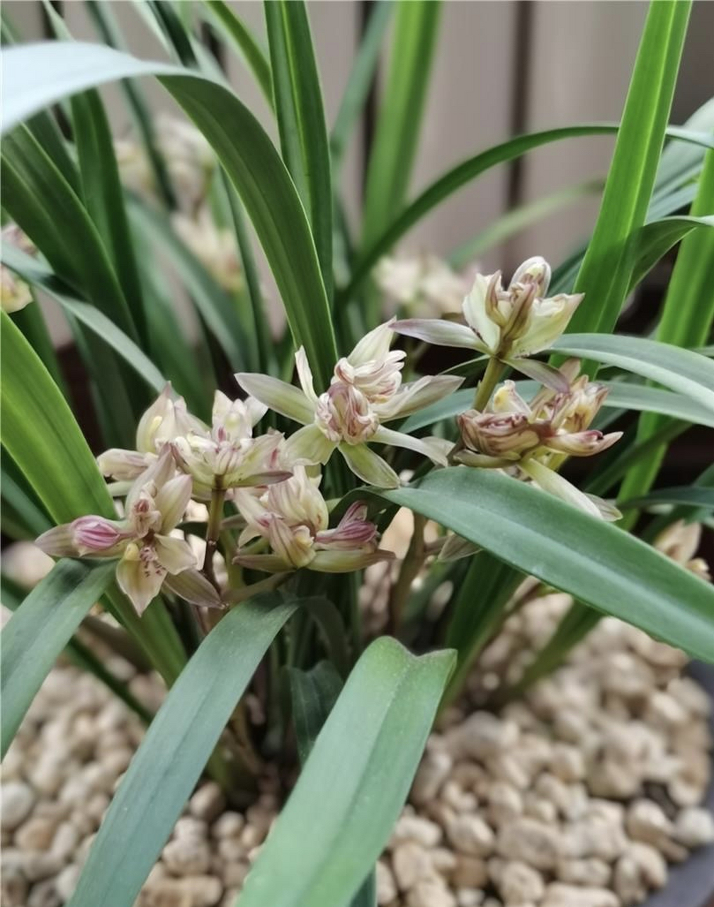 富山奇蝶是建兰中少有香味能超越的品种,放在家里能让您的家居环境