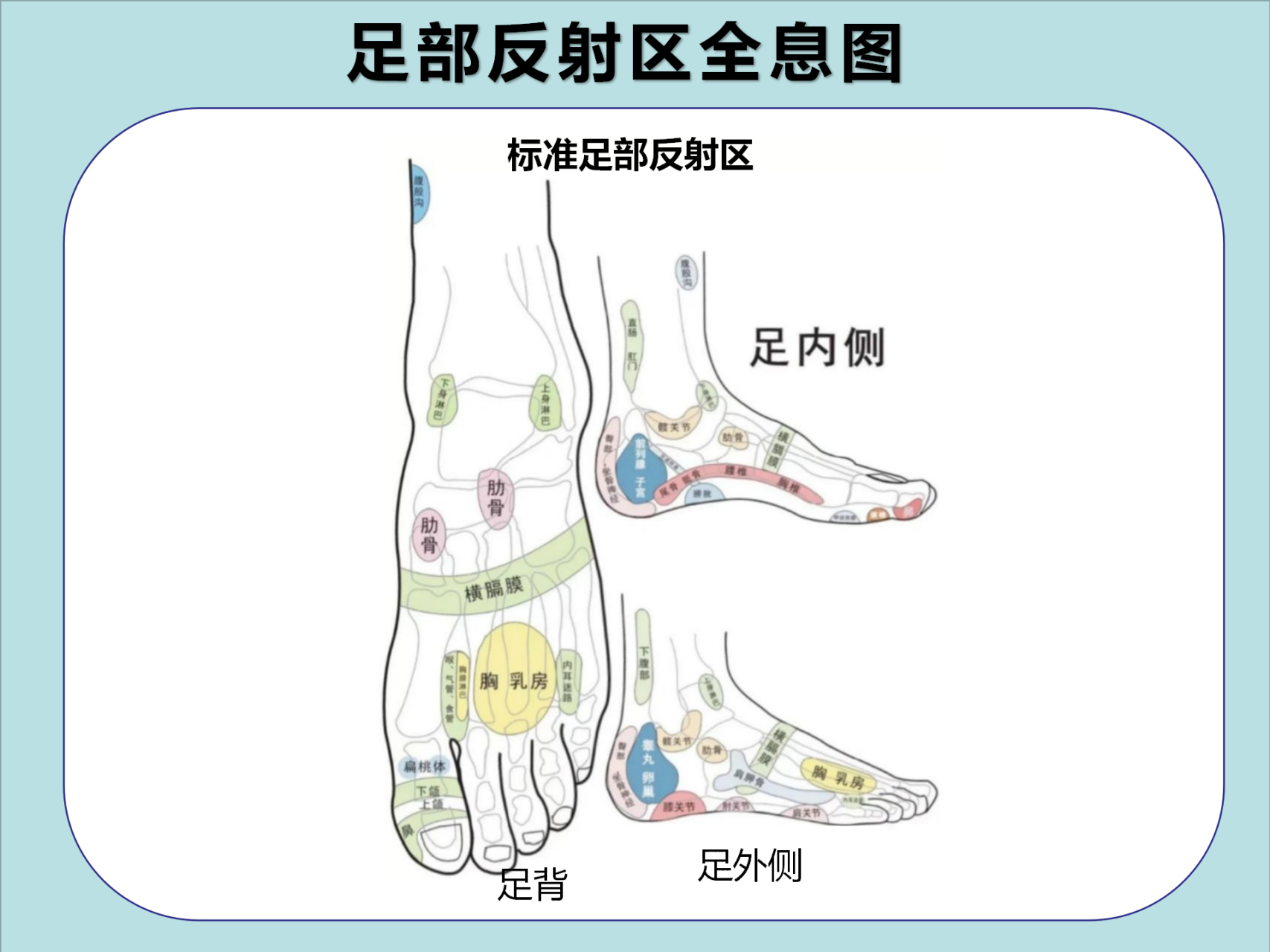 脚面上的反射区图图片