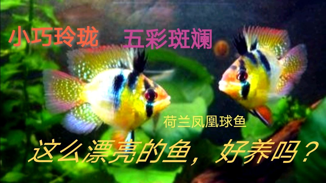 经过三天的旅途奔波后,新买的一对荷兰凤凰球鱼终于安全到家了!