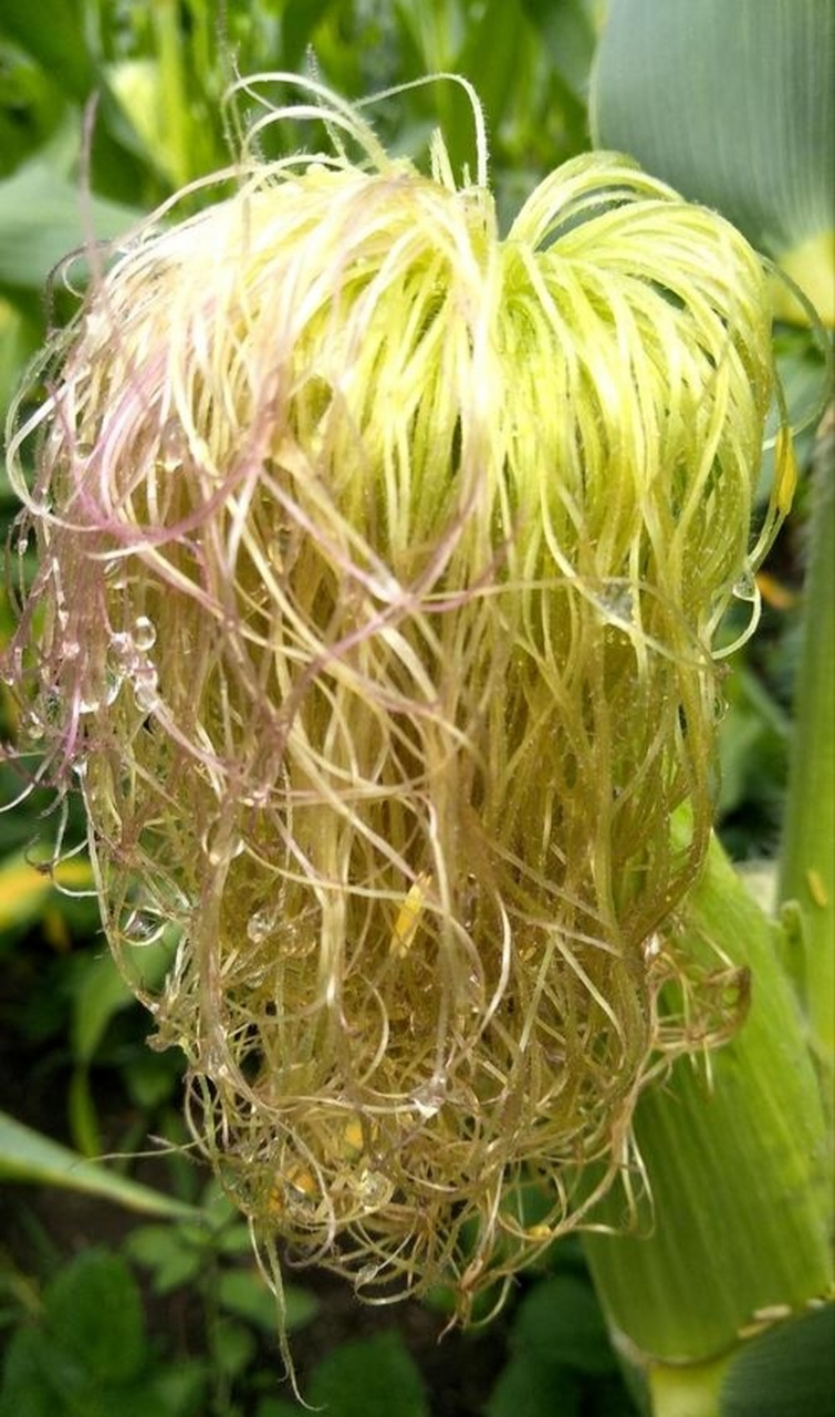 分享图片:看了玉米须的"百变发型",有没有想去做头发的冲动呢?