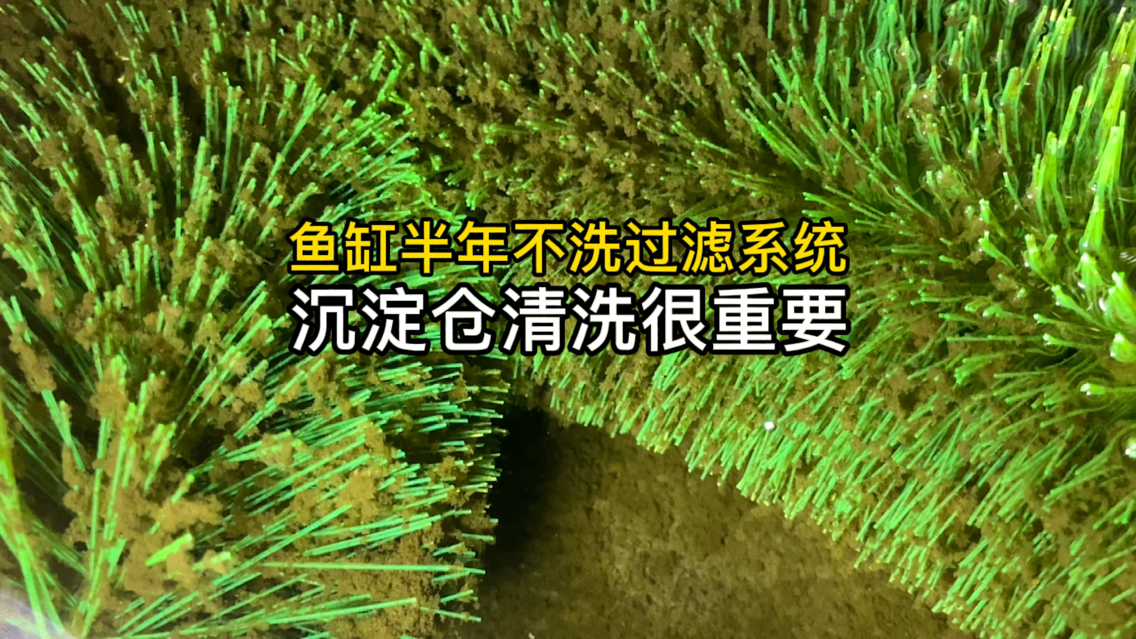 鱼缸半年不洗过滤系统会怎么样?上滤沉淀仓真的很鸡肋