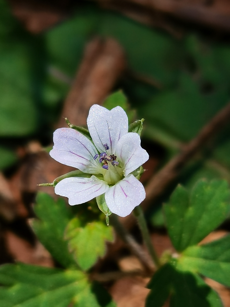 小红花]牻máng牛儿苗科老鹳草属多年生草本植物,高30～50厘米,尼泊尔