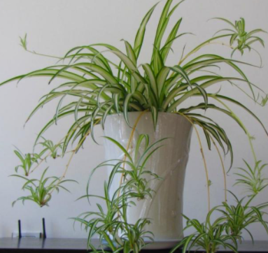 高深花盆引领花卉革命