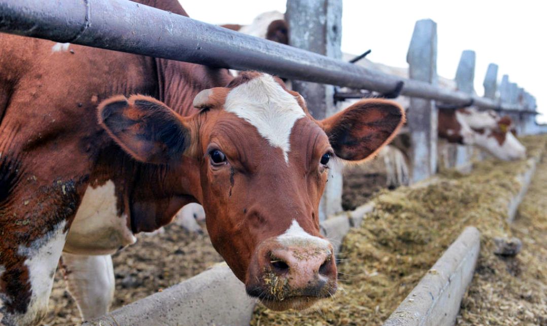 新手养牛失败的几大原因