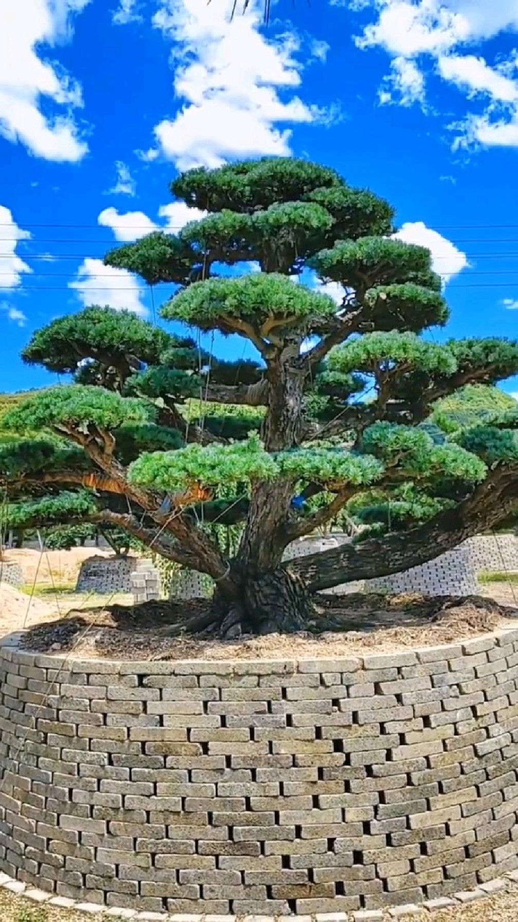 大美地栽五针松