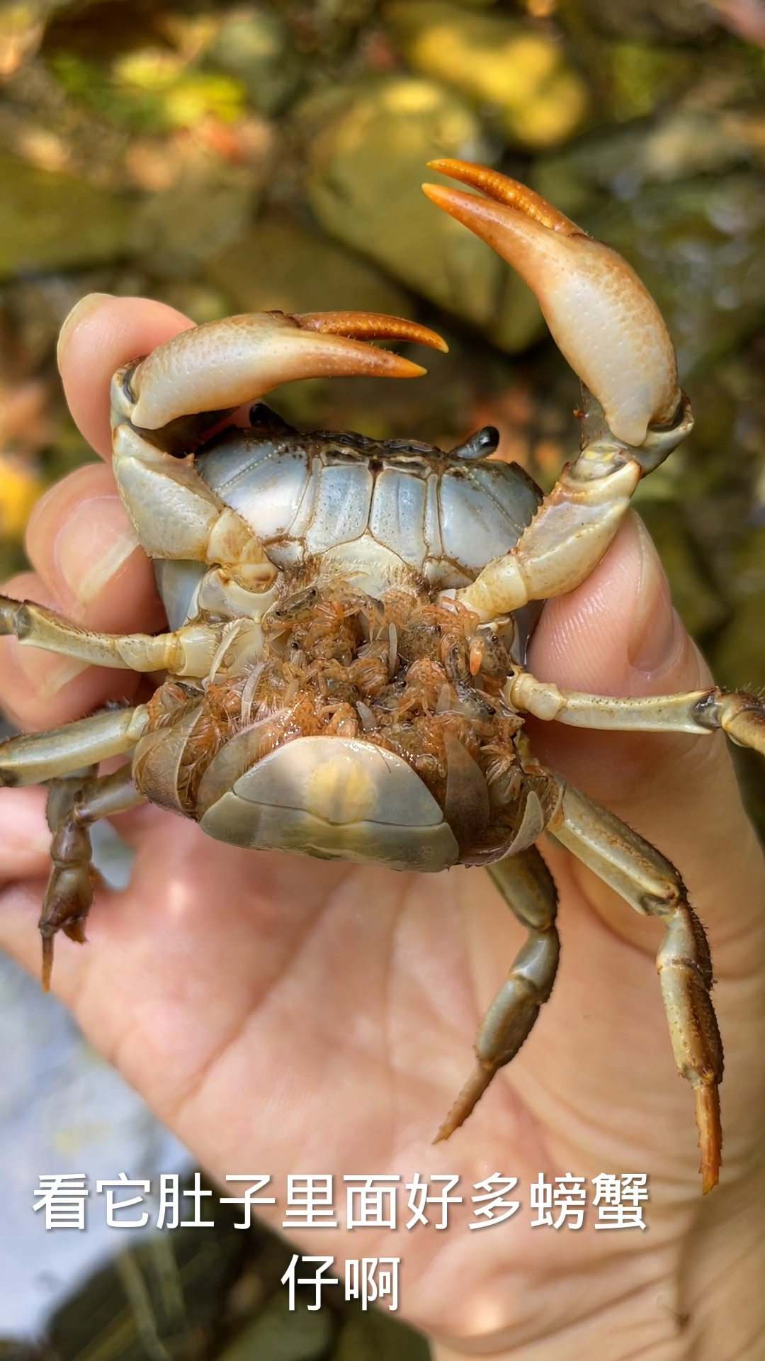 来小溪坑抓鱼,发现一只怀孕的山螃蟹,肚子里好多螃蟹宝宝,放生了