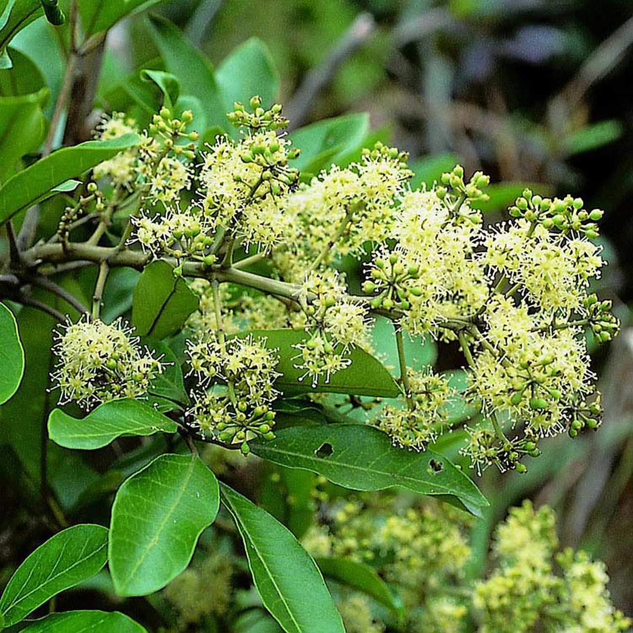 分享图片:鸭脚木        它的花语是和谐,自然,不张扬.