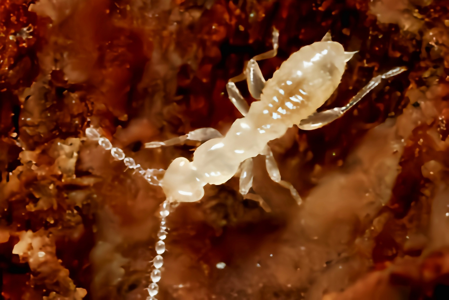每天认识一种昆虫——中华缺翅虫 中华缺翅虫别名墨脱缺翅虫,原产于