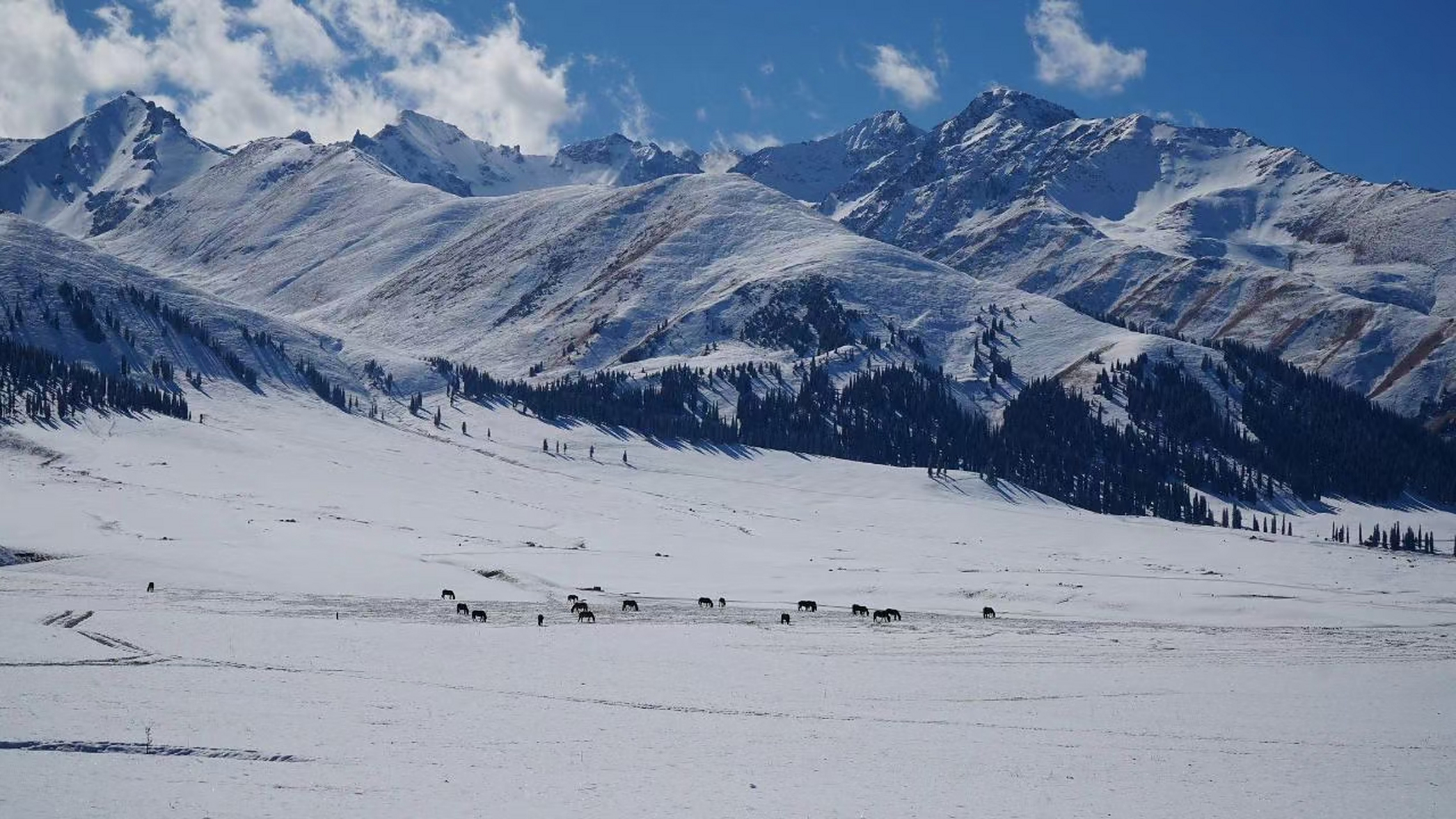 实况播报一下,这里是冬天的那拉提大草原,今日份雪景!给自己降降温!