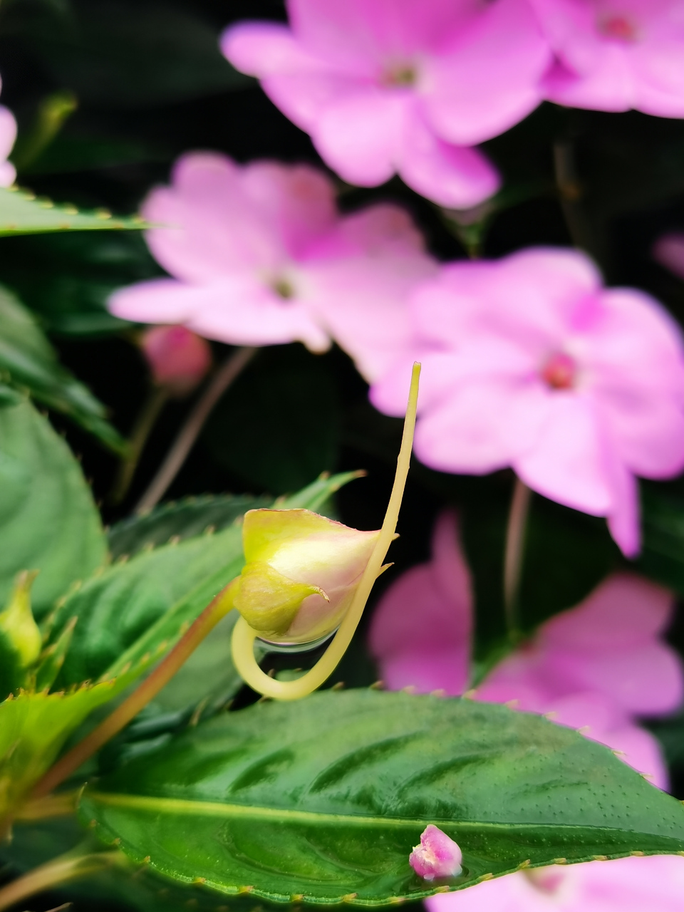 儿时的快乐——指甲花  苏丹凤仙花(矮凤仙) 98凤仙花科凤仙花属