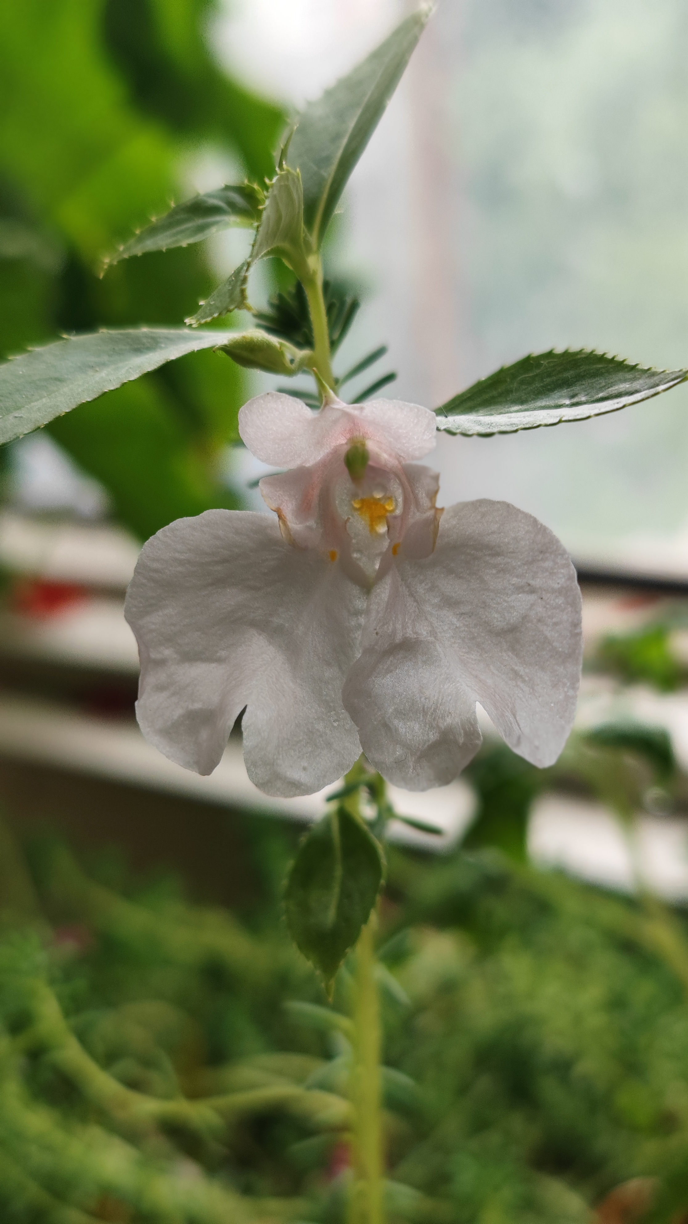 可爱小植物指甲草!