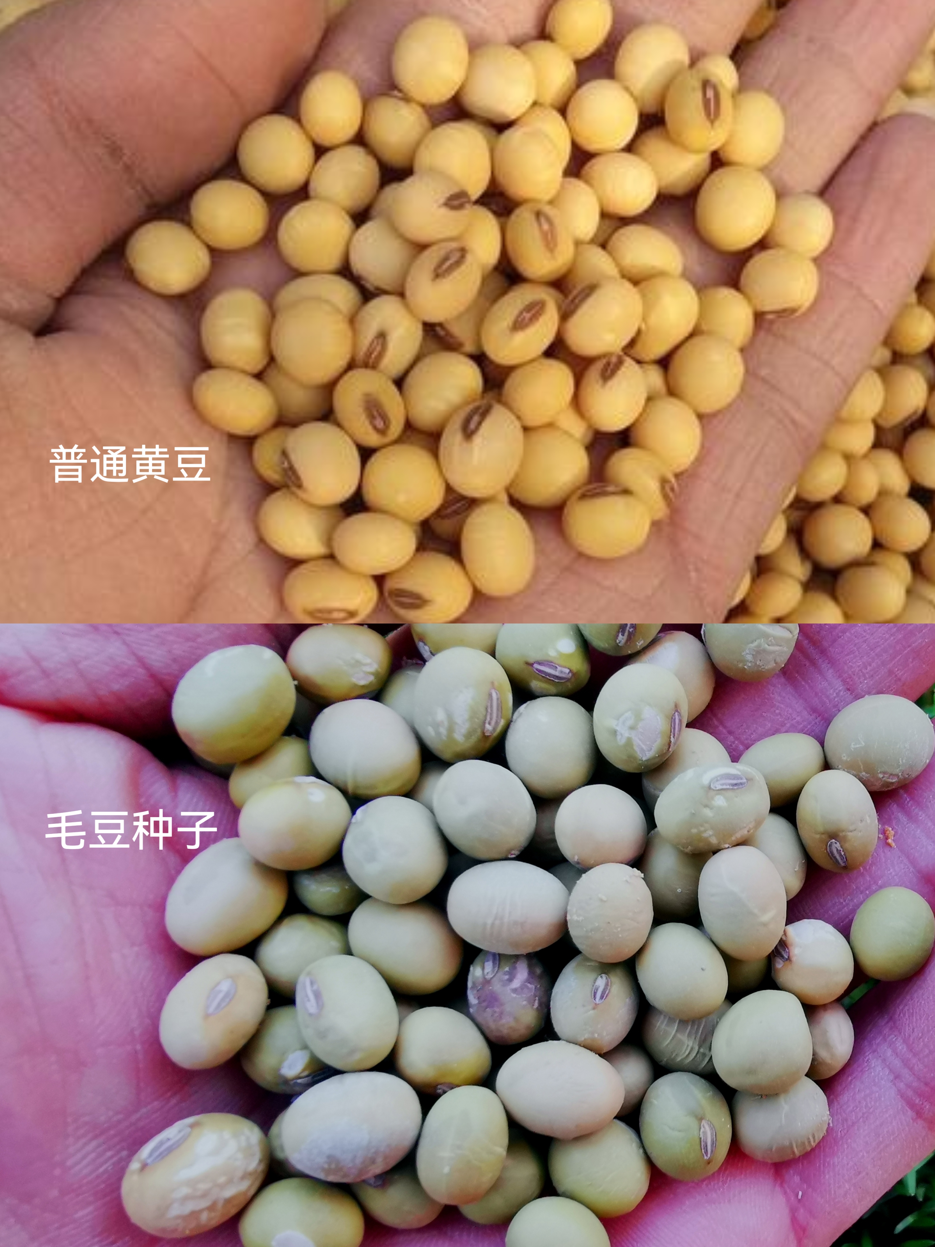 硬核科普:彻底搞清毛豆,黄豆,大豆的区别与联系