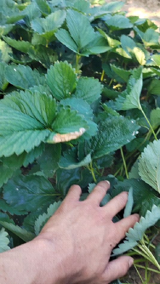 天使八号白色草莓苗