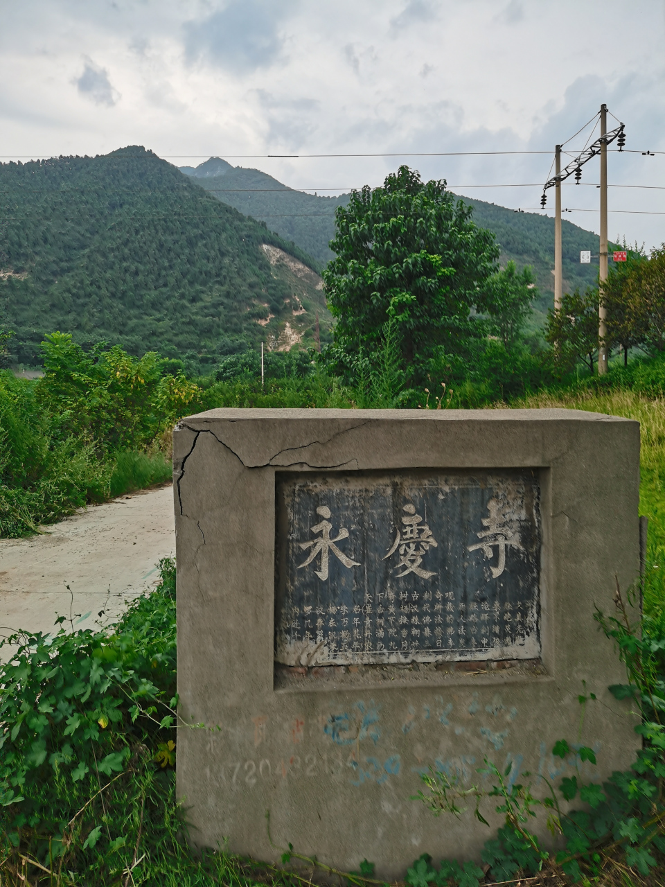 位于陕西渭南市华州区永庆寺,有一棵千年的罗汉杨