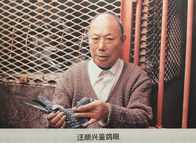 我眼中的浪漫上海,与这几个养鸽名家有关!