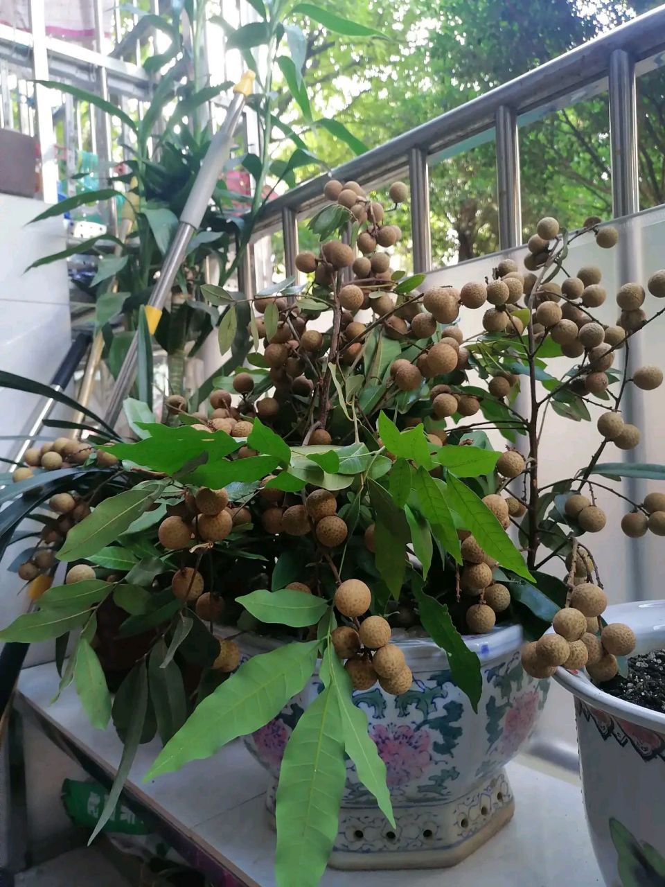 今年盘种龙眼也很甜#我要上热门