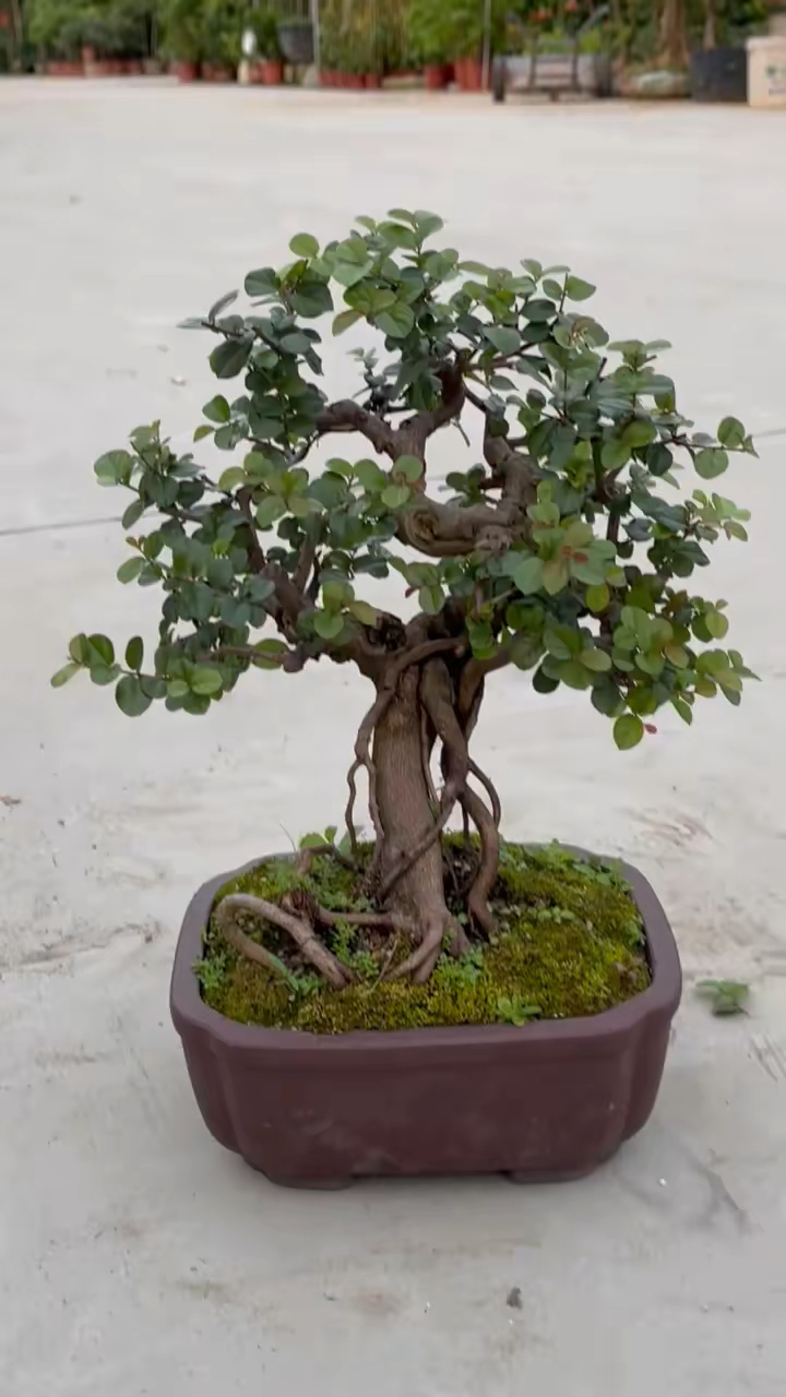 雀梅盆景开花结果