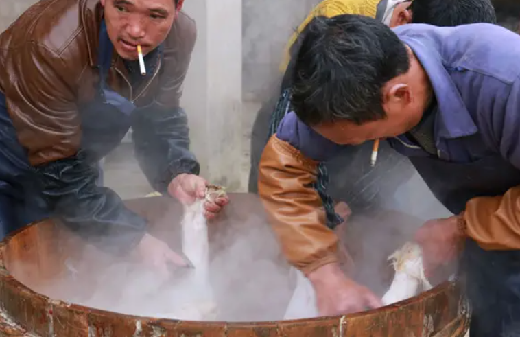 烫猪的水温度多少合适