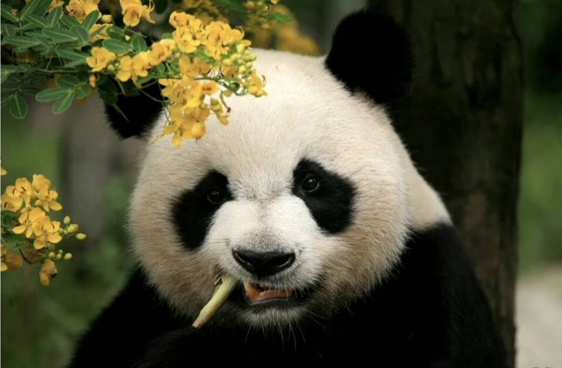 请在一堆奶猫中找出著名:脱星(曾用名:缘小,乐水)并主动给脱星点个赞.