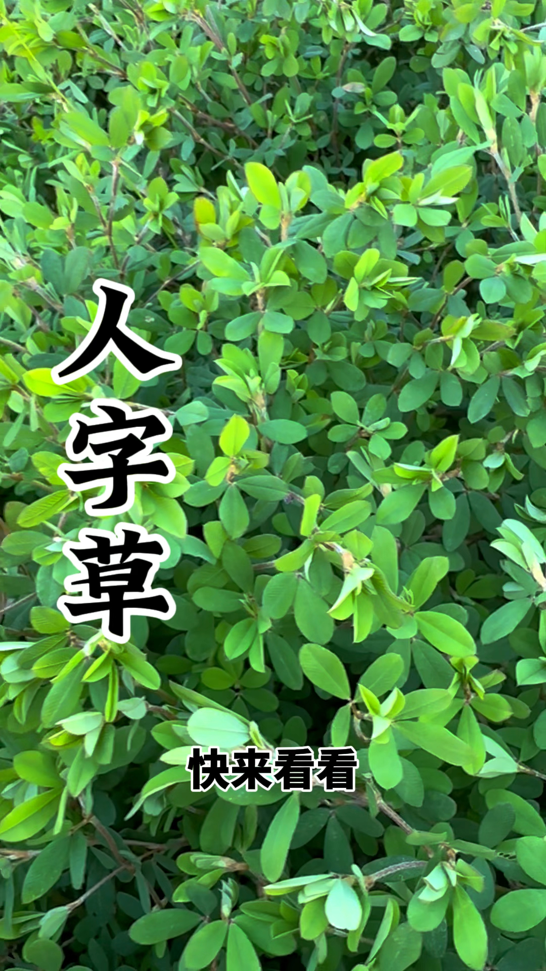 人字草,你了解它吗?看看你就懂了