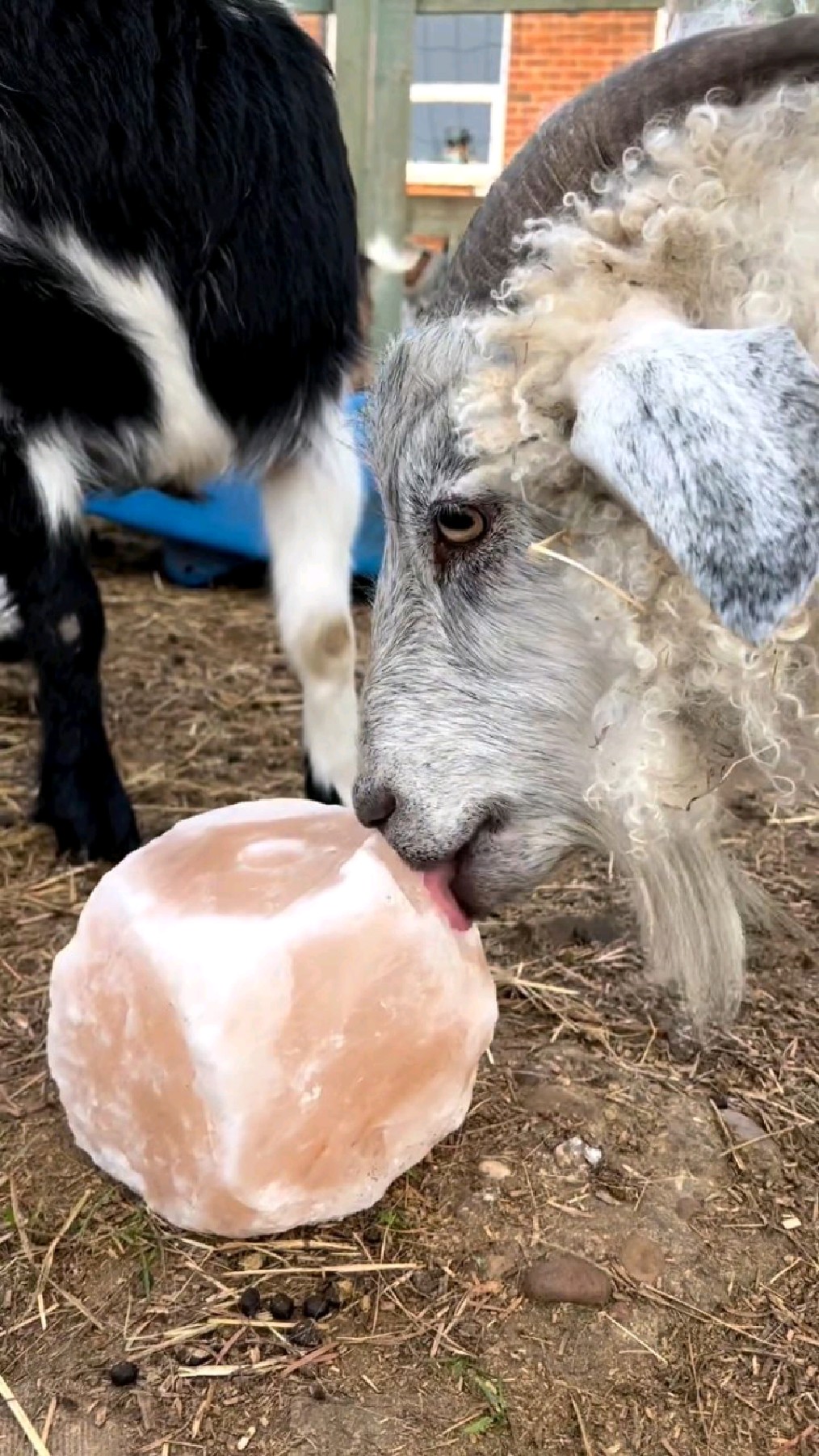 羊咩咩的美味小零食~舔盐砖