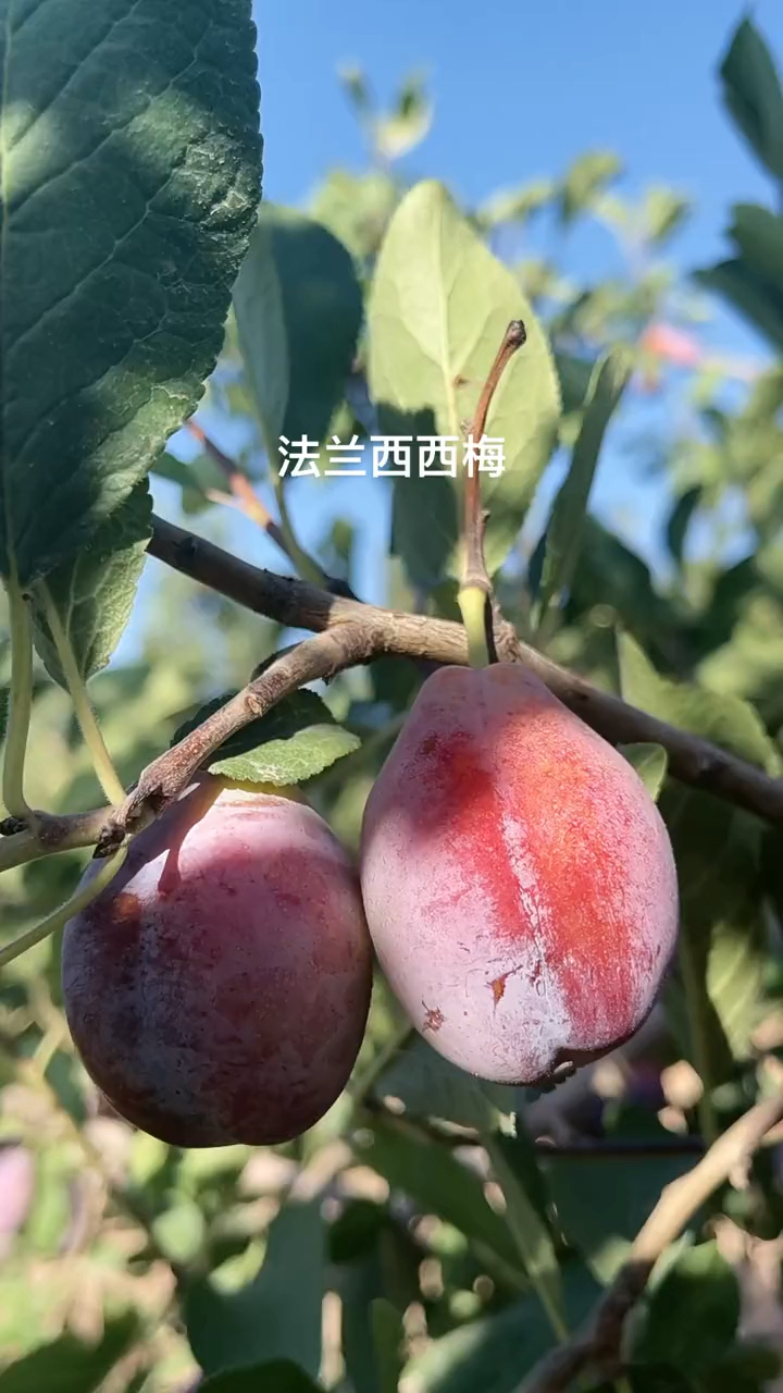 法兰西西梅苗法兰西李子苗价格法兰西西梅李子苗基地秋季出圃易成活