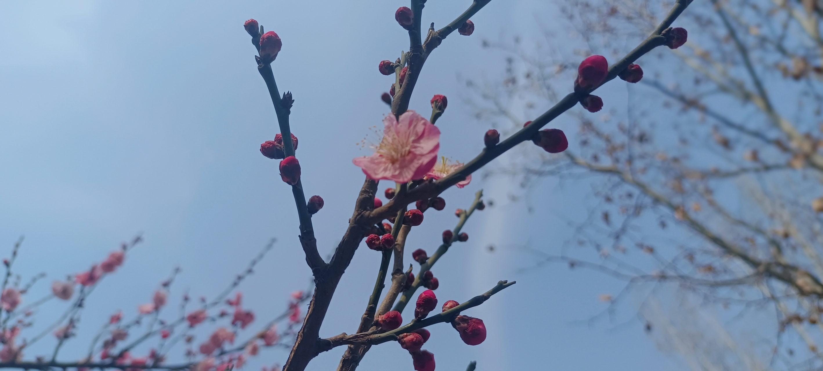 zzuer有注意到在学校各处盛开的梅花么