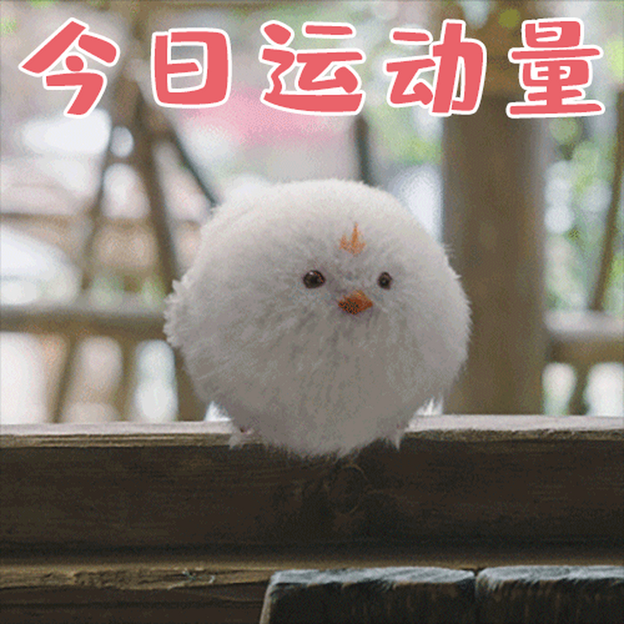 可可爱爱,小小一只,它傲慢的小表情跟主人如出一辙,这样的哈