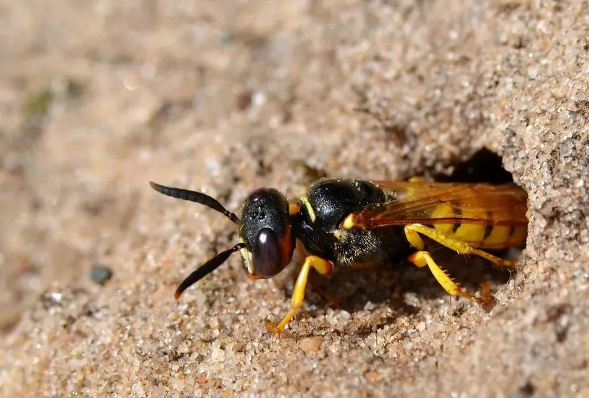 每天认识一种昆虫——欧洲狼蜂 欧洲狼峰,又名三角泥蜂,分布于欧洲及