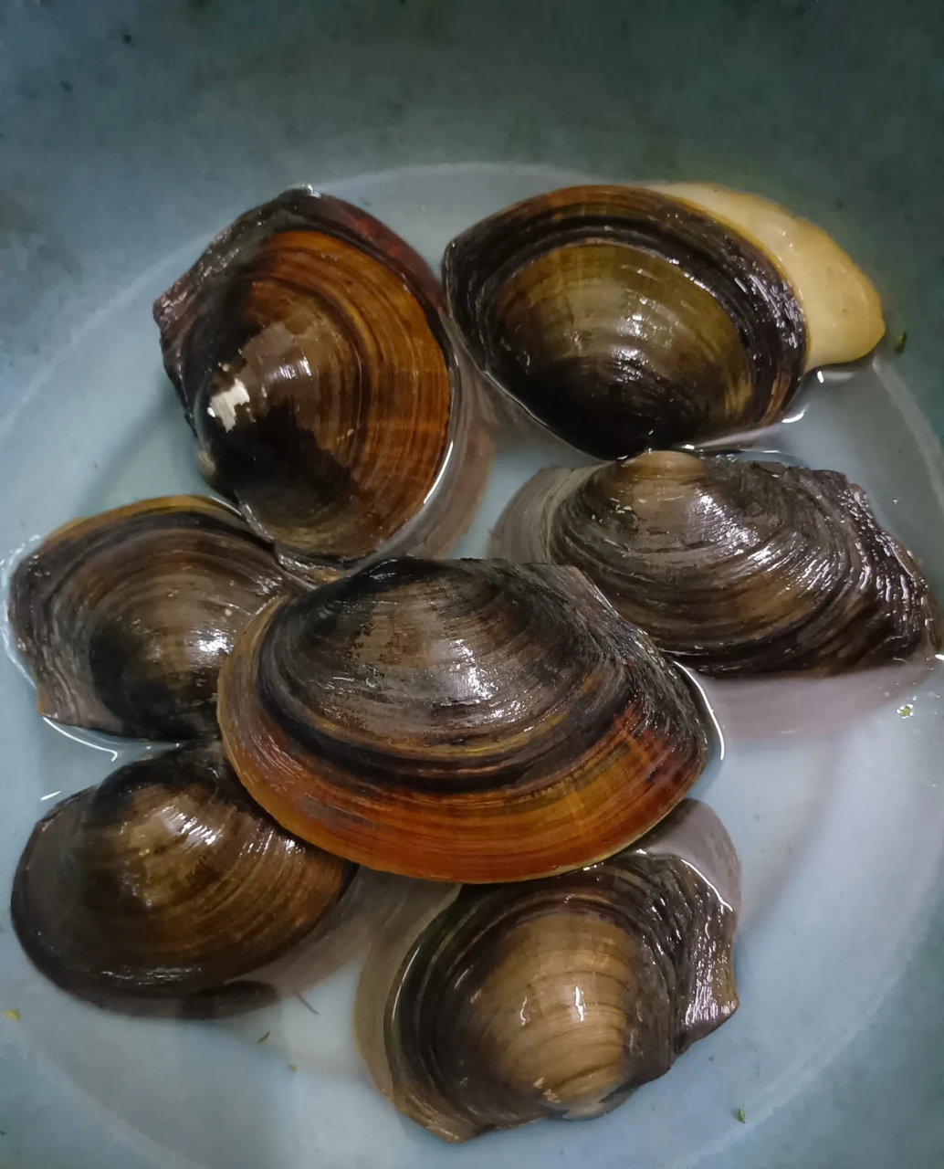 家公在我们旧屋那荒废的鱼塘摸了几个大蚌子,在面盆养了好几天了,泥也