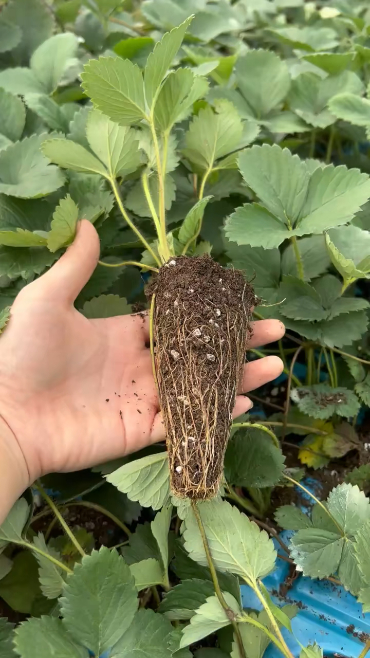 天仙醉草莓苗穴盘苗,根系爆满,随时移栽,不用担心成活率!