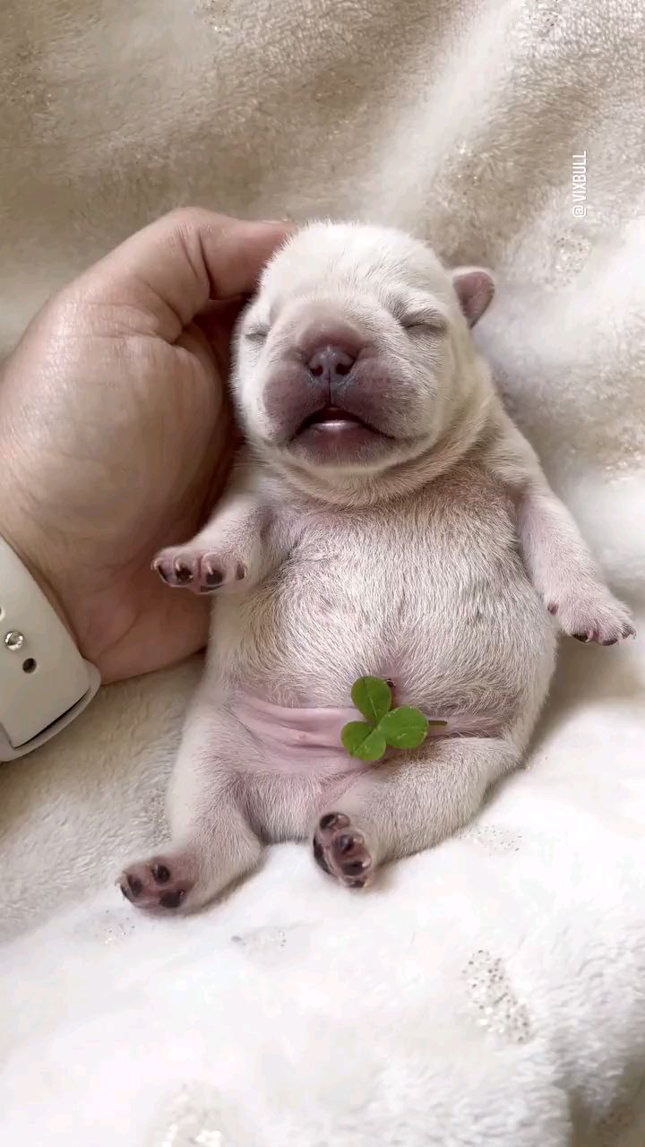 白白胖胖的法斗幼崽